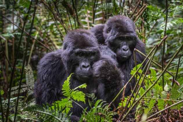Bwindi Impenetrable Forest National Park