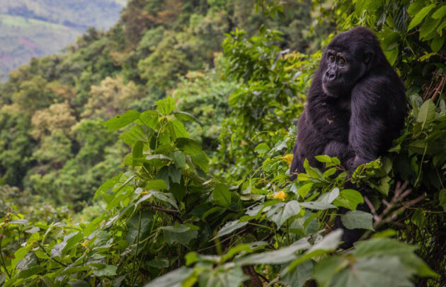 Bwindi Impenetrable Forest National Park