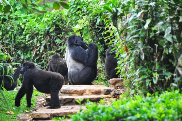Bwindi Impenetrable Forest National Park
