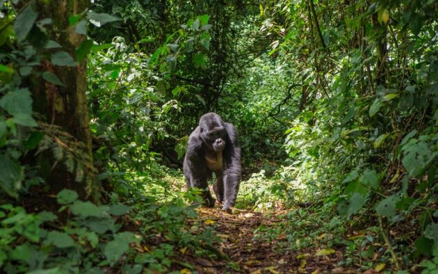 Bwindi Impenetrable National Park