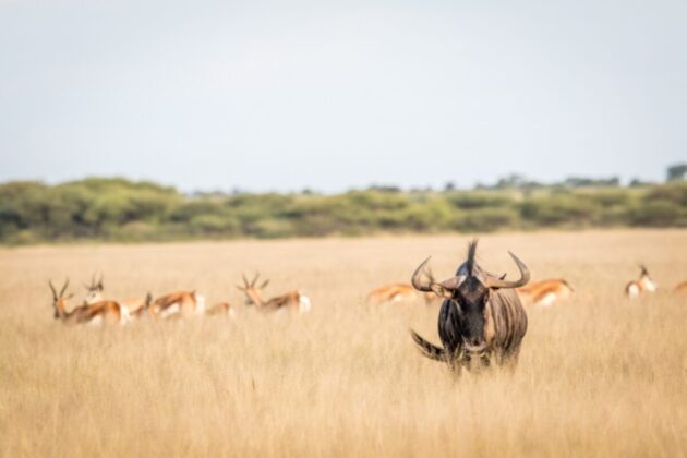 Central Kalahari Game Reserve