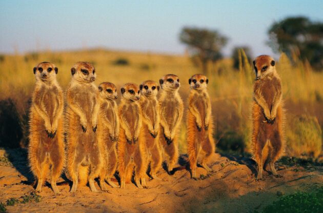 Central Kalahari Game Reserve