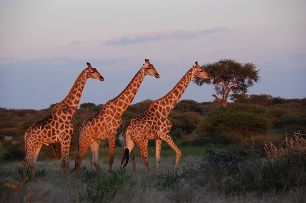 Central Kalahari Game Reserve