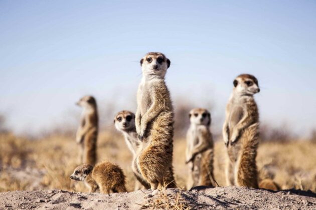 Central Kalahari Game Reserve
