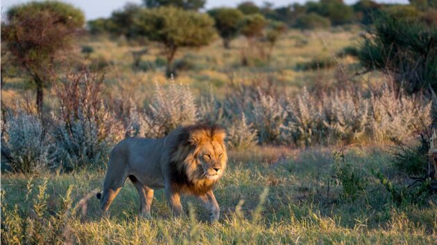 Central Kalahari Game Reserve