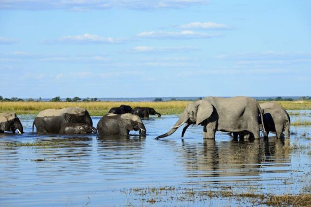 Chobe National Park
