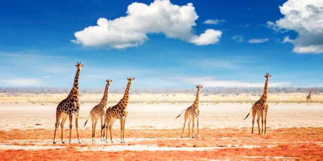 Etosha National Park