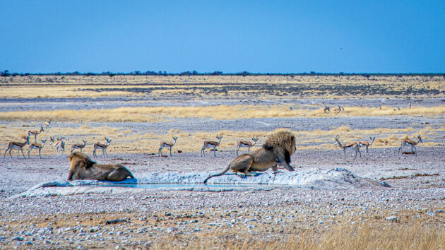 Etosha National Park
