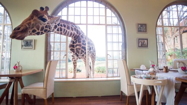 Giraffe Centre