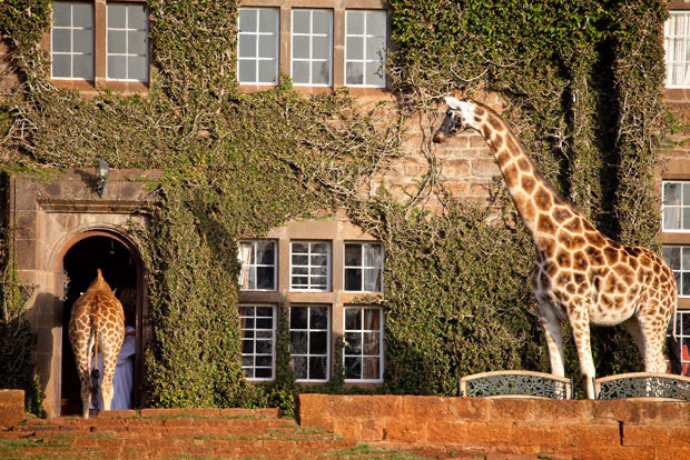 Giraffe Centre