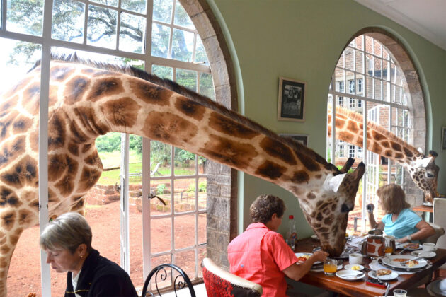 Giraffe Centre
