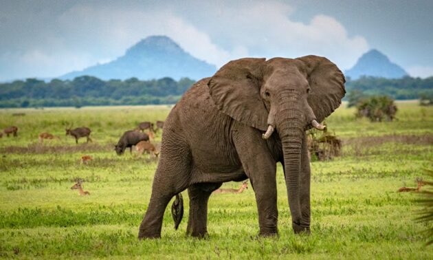 Gorongosa National Park
