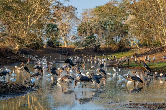 Gorongosa National Park