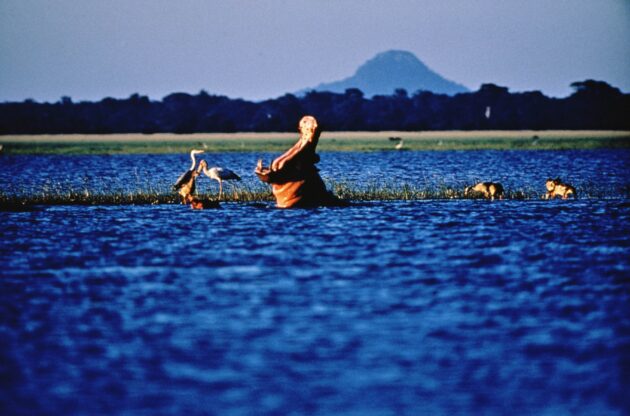 Gorongosa National Park