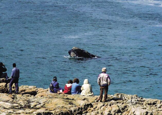 Hermanus