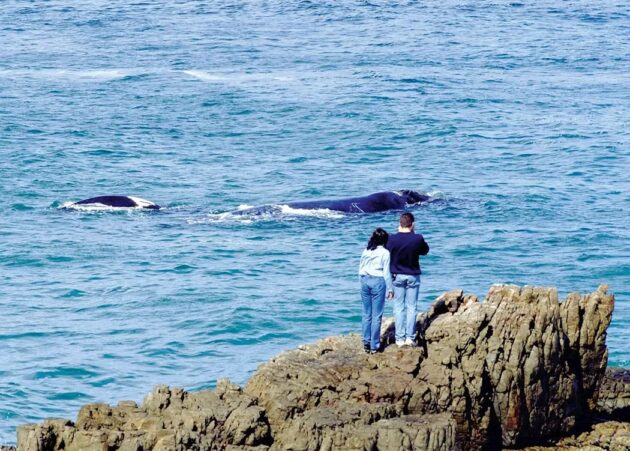 Hermanus