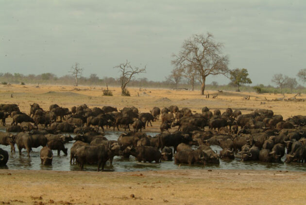 Hwange National Park
