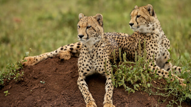 Kafue National Park