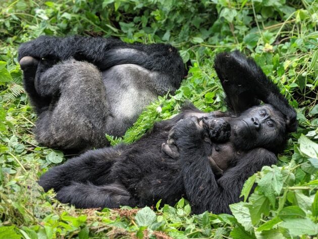 Kahuzi-Biega National Park