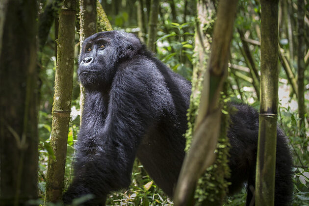 Kahuzi-Biega National Park