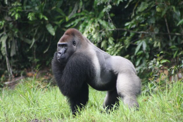 Kahuzi-Biega National Park