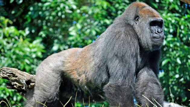 Kahuzi-Biega National Park
