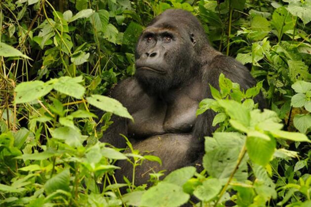 Kahuzi-Biega National Park