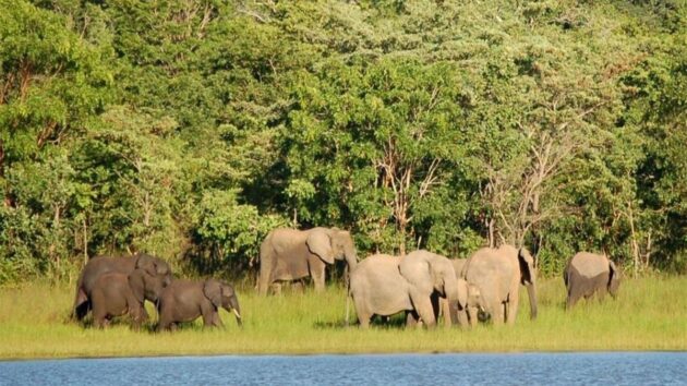 Kasungu National Park