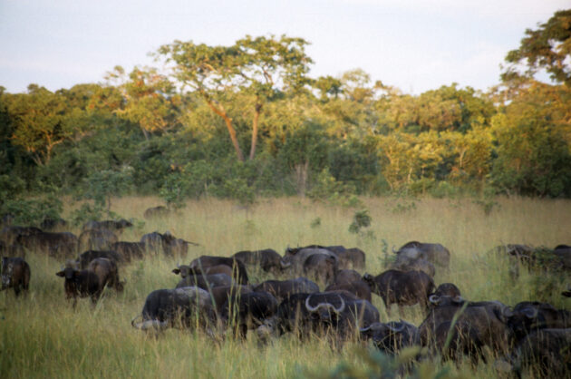 Kasungu National Park