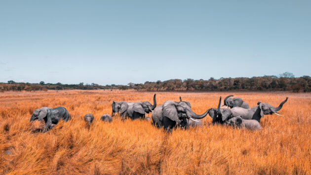 Kasungu National Park