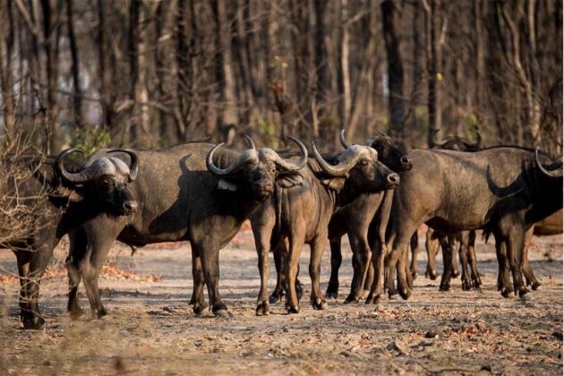 Kasungu National Park
