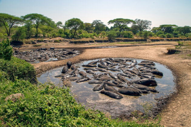 Katavi National Park