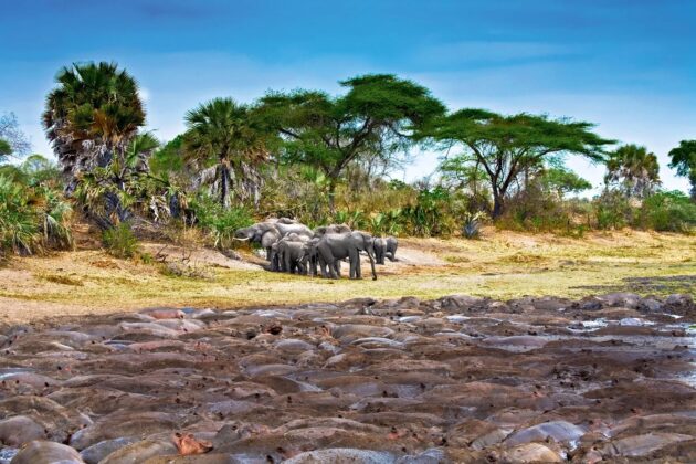 Katavi National Park