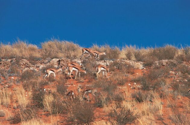 Kgalagadi Transfrontier Park