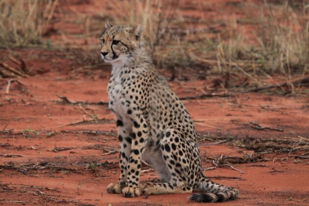 Kgalagadi Transfrontier Park