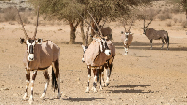 Kgalagadi Transfrontier Park