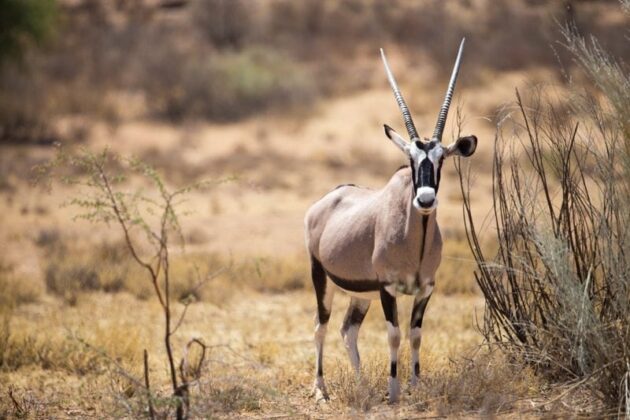 Kgalagadi Transfrontier Park