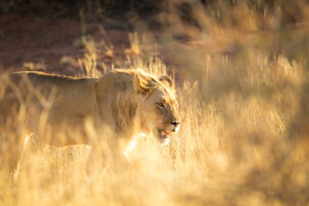 Kgalagadi Transfrontier Park