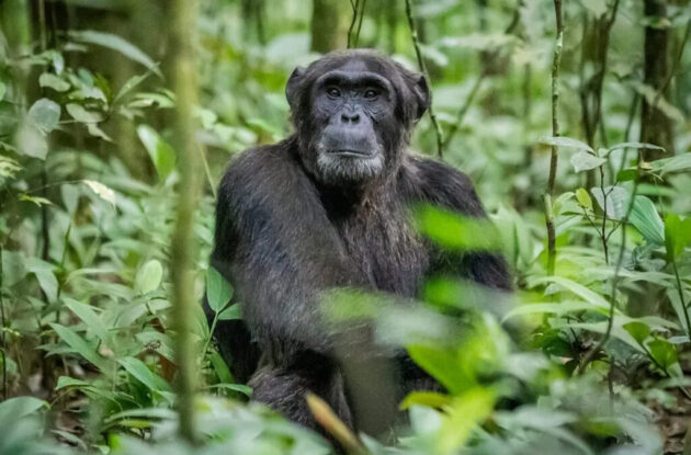 Kibale National Park