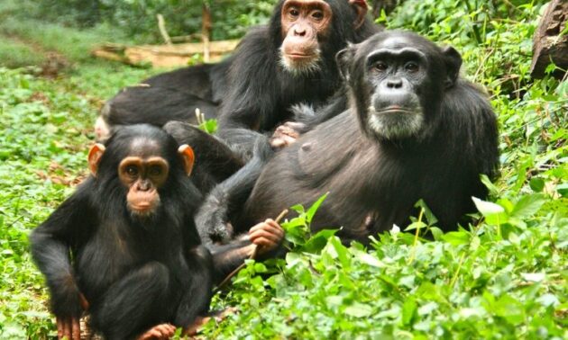 Kibale National Park