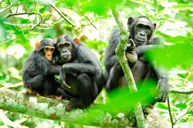 Kibale National Park