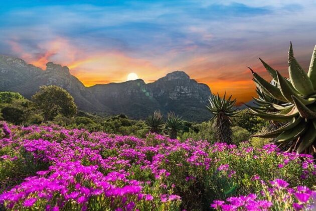 Kirstenbosch National Botanical Garden
