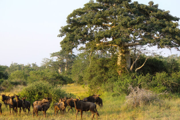 Kissama National Park
