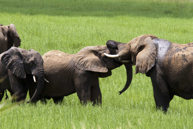 Kissama National Park