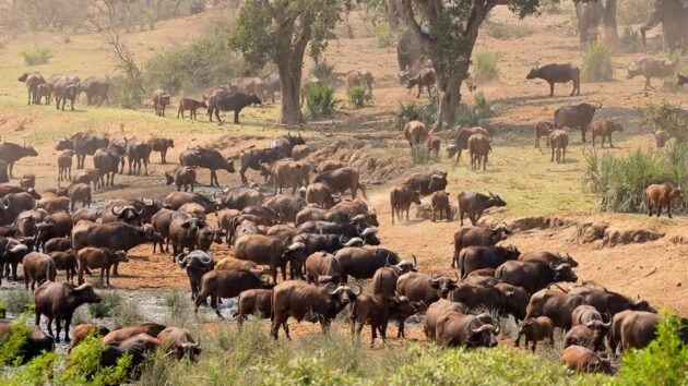 Kruger National Park