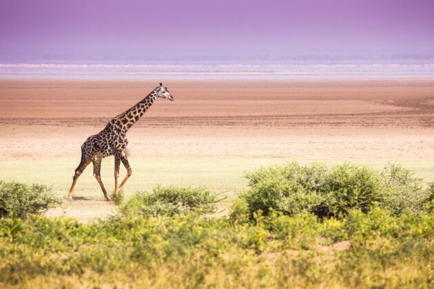 Lake Manyara National Park