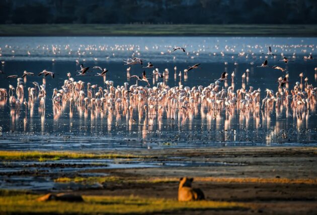 Lake Manyara National Park