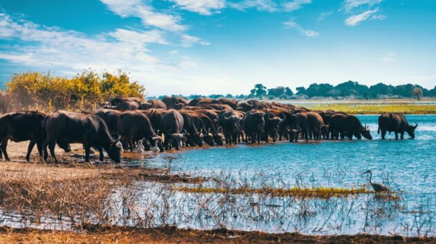 Lake Manyara National Park
