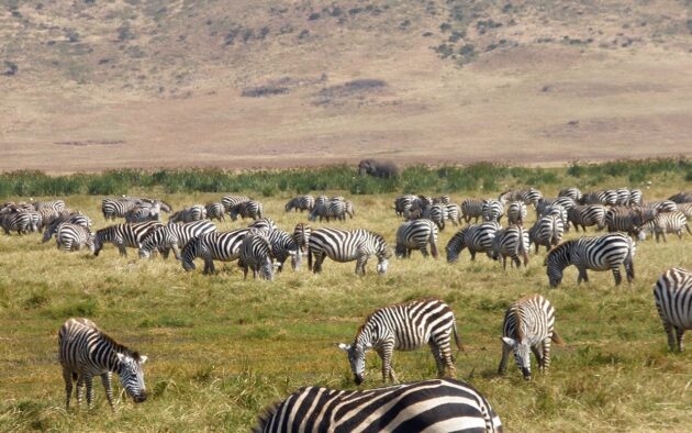 Lake Mburo National Park