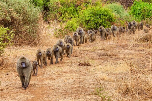 Lake Mburo National Park